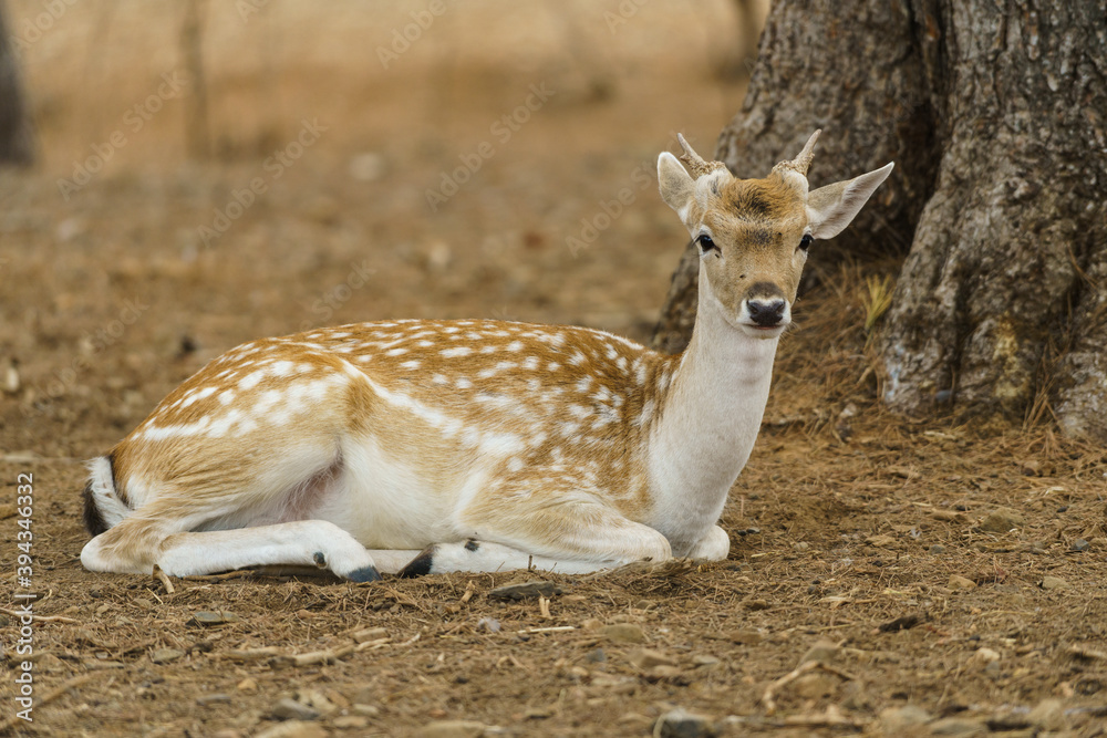 Fallow Deer (dama dama) Lying in the grass Fallow Deer (dama dama) Lying in the grass