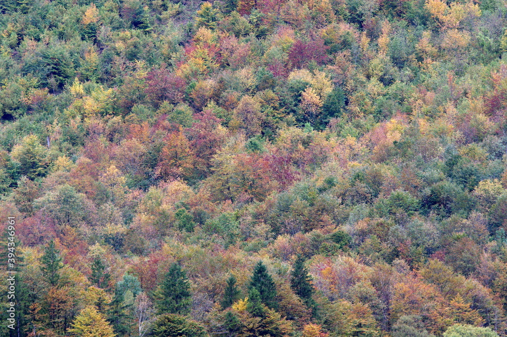Fototapeta premium colorfull trees in autumn - Königssee , Germany