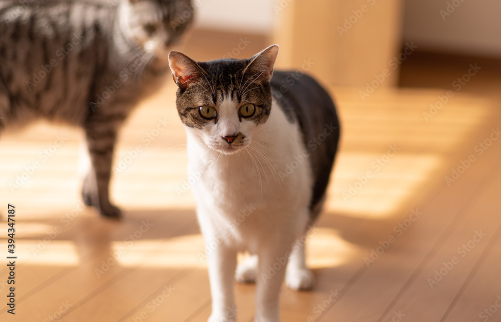 家の中で暮らす猫　サバトラ猫