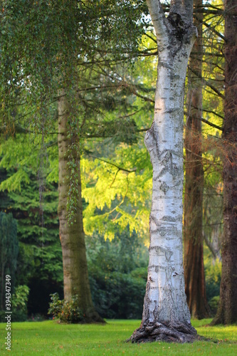 Birke im Park