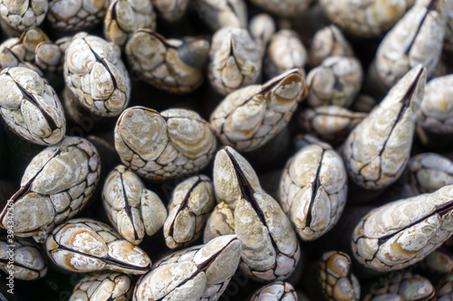 clams