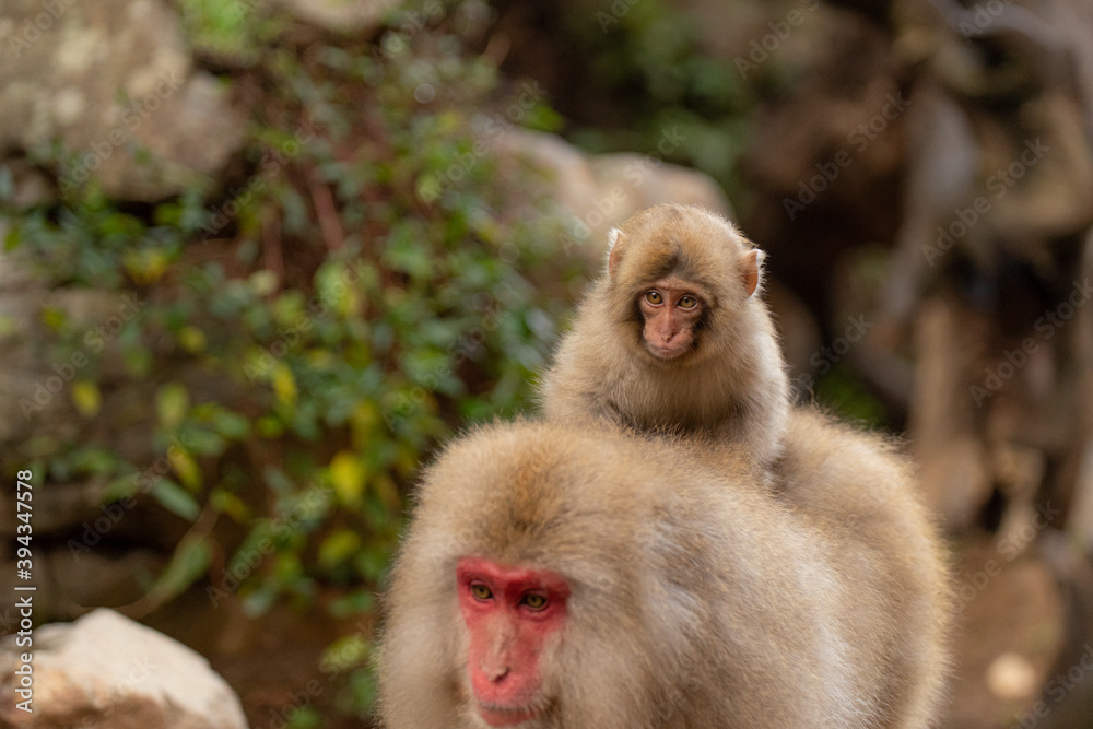 Fototapeta premium 子ザルを背中に乗せて移動するニホンザルの親子