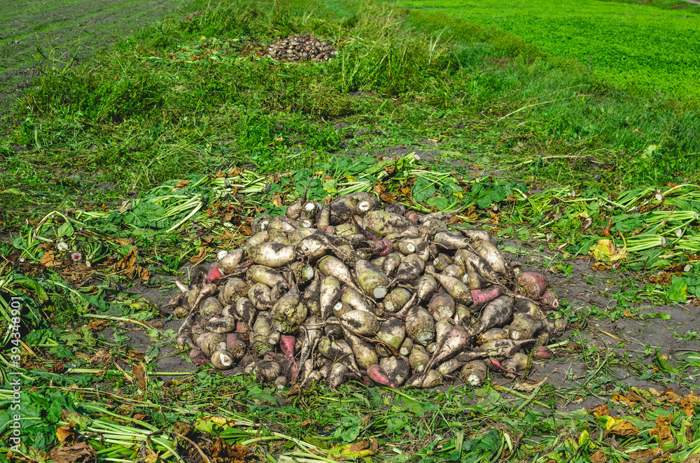 Harvesting fodder beets in rural areas for feeding livestock during the stall period. Fodder beets lying in heaps Harvesting fodder beets in rural areas for feeding livestock during the stall period. Fodder beets lying in heaps