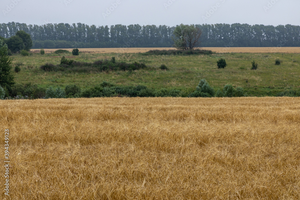 Crop Field After Harvest. Field Of Ripe Wheat.