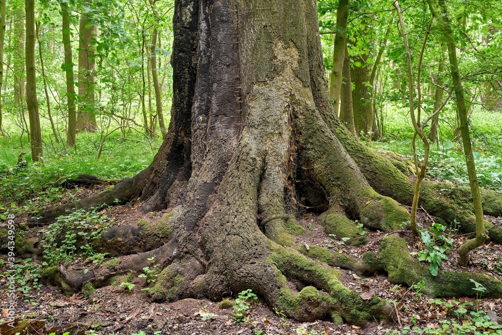 Obraz premium Ancient Beech Tree Roots: Nature's Foundation of Forest Biodiversity