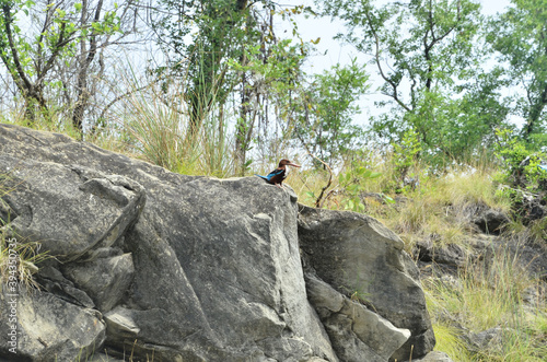 Bird on Stone Under Blue Sky India 2
