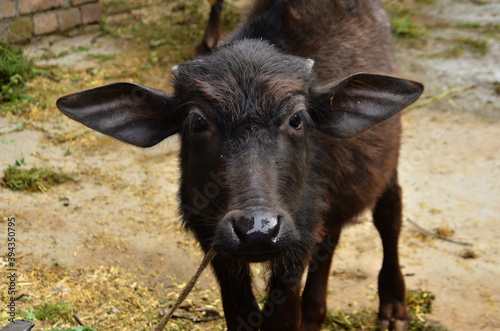 Buffalo Calf In Rural Villages