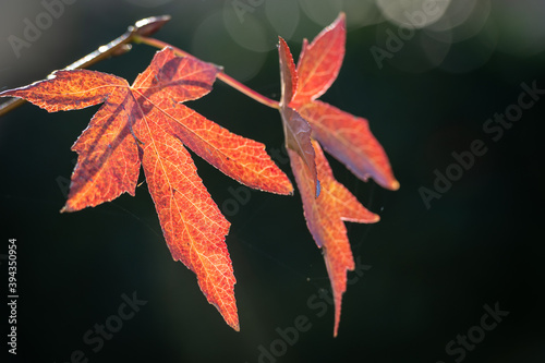 Feuilles d'automne