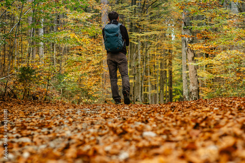 Lonely man walking in a forest path.Autumn season.Solo outdoor sport. Social distance. Active backpacker hiking in colorful nature. Warm sunny day in the fall. Bright yellow and orange fall colors