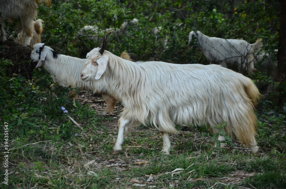 Fototapeta premium White Goat In the Forest Of H.P India