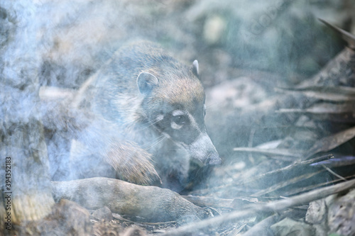 raccoon in a forest fire animal in smoke saving nature photo