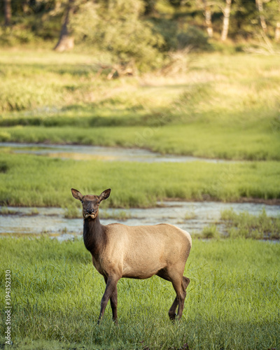 Photography female elk in the field