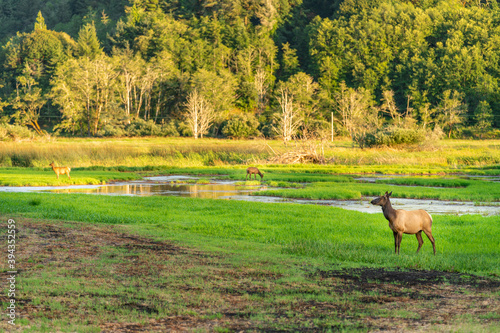 female elk in the field