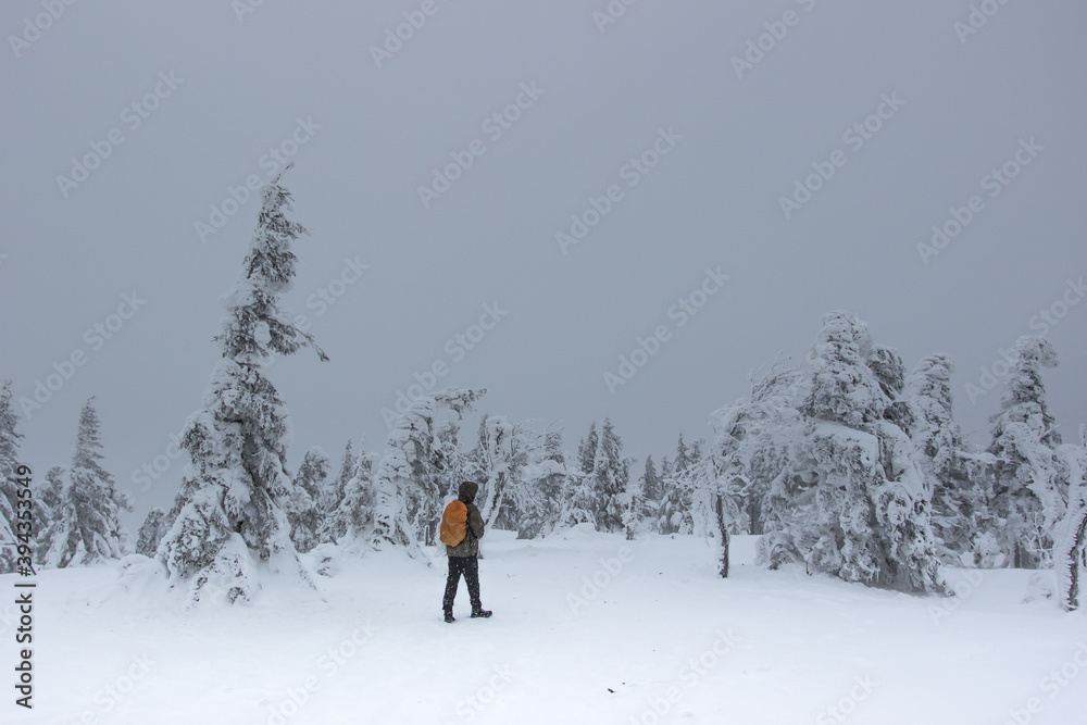 Solo backpacker walking in frozen snowy countryside.Winter panorama landscape with forest, trees covered with snow, fog.Picturesque and gorgeous winter scene.Snowy winter walk in nature.Active hiker