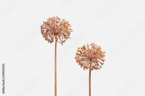 DRY WILD FLOWERS ISOLATED ON WHITE BACKGROUND. MINIMALIST DECORATION CONCEPT.
