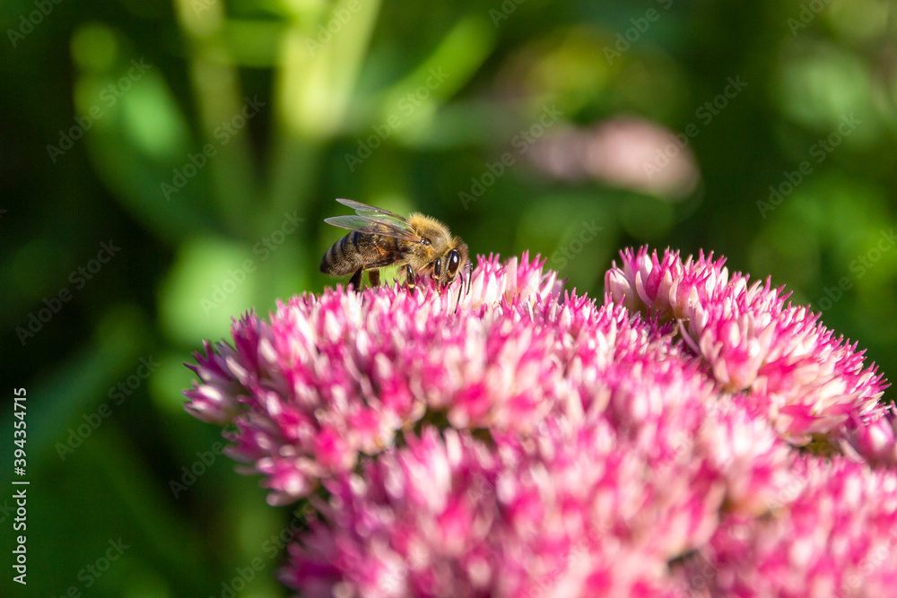 Closeup of a bee enjoying the The star-shaped pink flowers - Fette Henne . Closeup of a bee enjoying the The star-shaped pink flowers - Fette Henne .