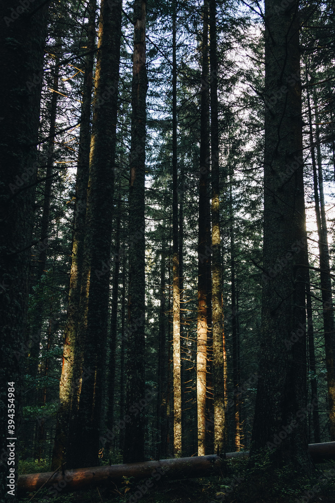 Fototapeta premium Beautiful landscape in the Carpathians