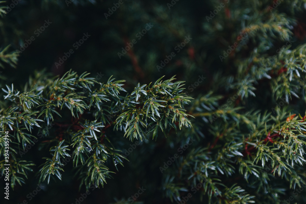 Close up view of green pine branch