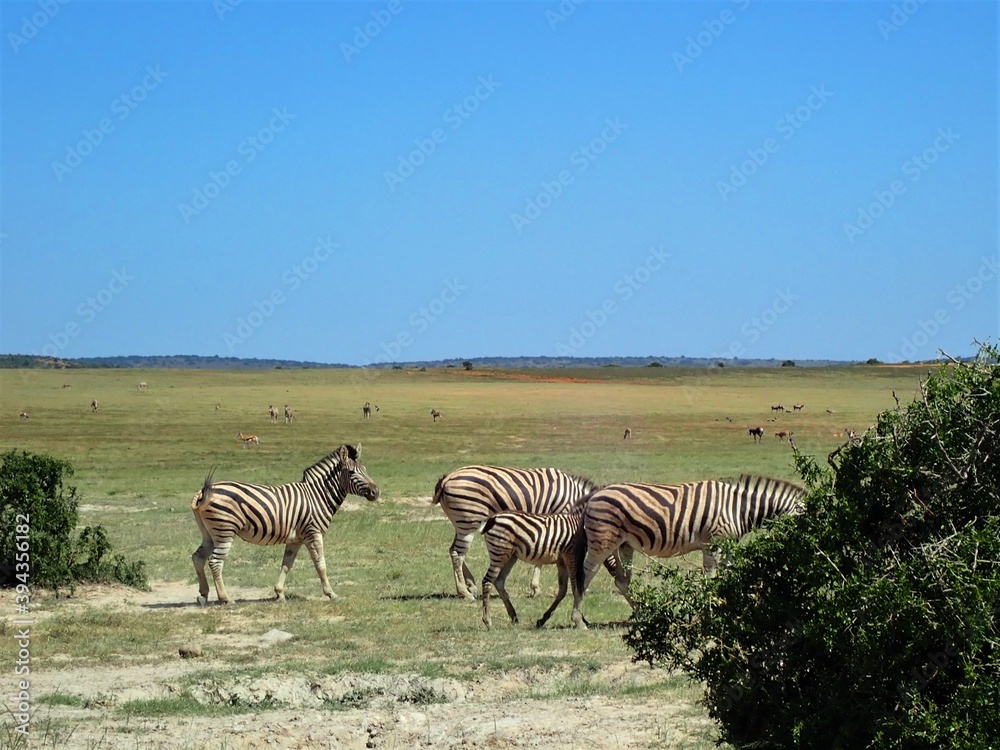Fototapeta premium OLYMPUS DIGITAL CAMERA