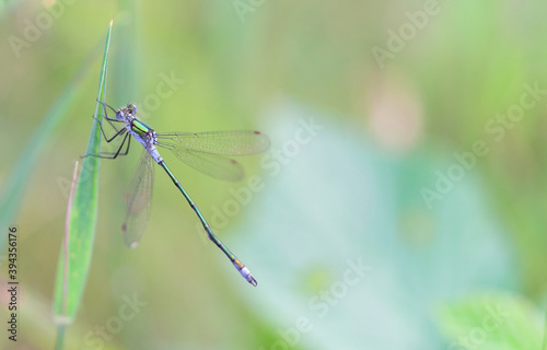Amazing closeup of Common Blue Damselfly (Enallagma cyathigerum) resting oon a green leaf in the natural environment.