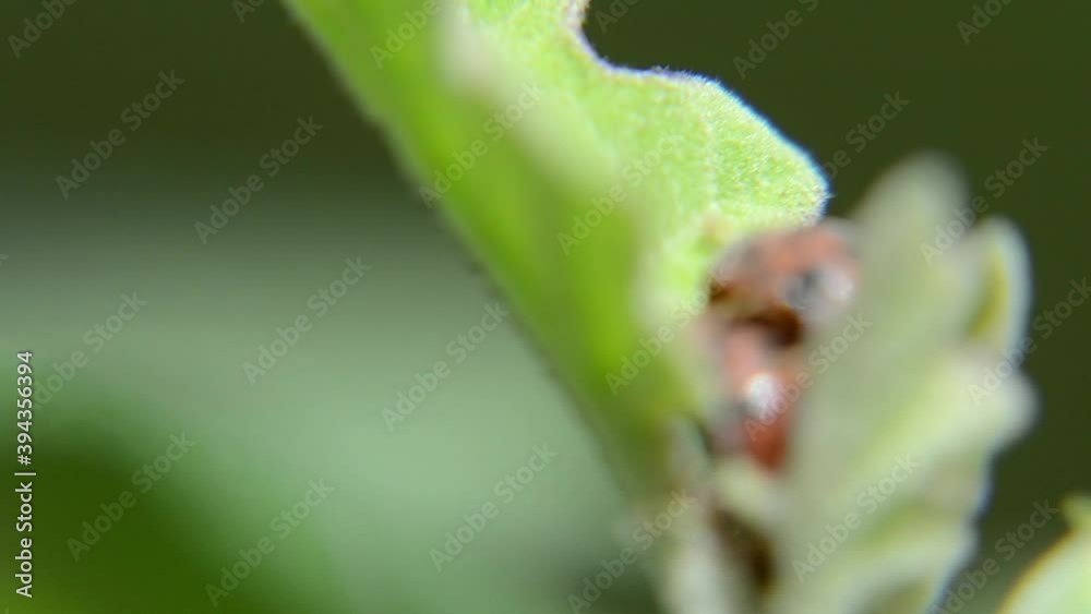 Ladybug activity, The process of ladybug mating Ladybug activity, The process of ladybug mating