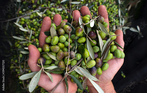 olive in hand