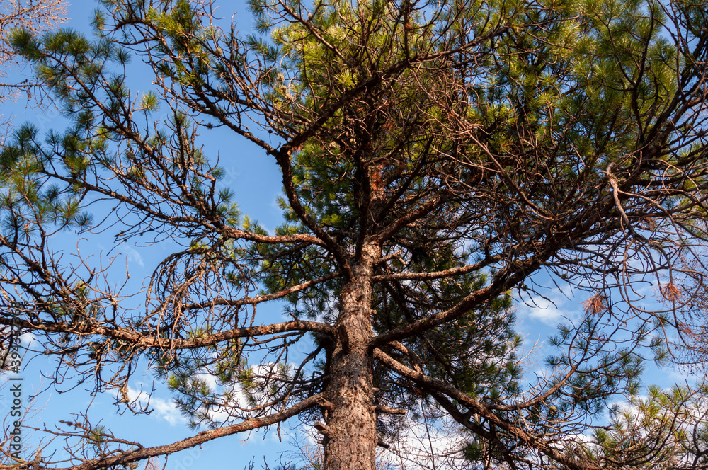 Green forest with pines and spruces with big needles on the background with blue sky. Bright summer day. Bottom view of tree crowns Green forest with pines and spruces with big needles on the background with blue sky. Bright summer day. Bottom view of tree crowns