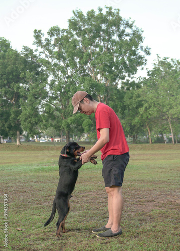 Puppy Rottweiler dog jump with joy on adult man.