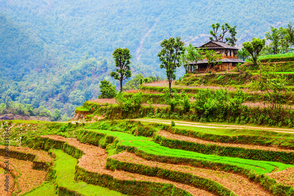 Terraced rice field near Pokhara, Nepal