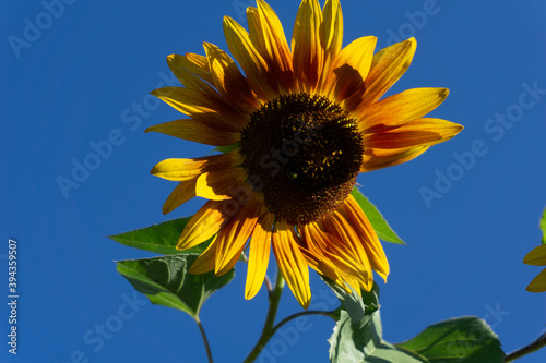 sunflower against blue sky