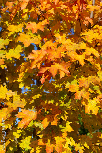 autumn leaves background