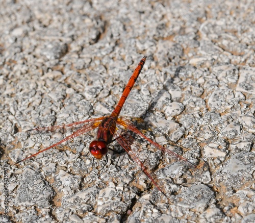 red dragonfly on asphalt ground