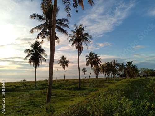 view of coconut trees with a beach background © adehan