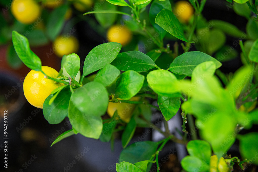Yellow lemons grow on the lemon tree.