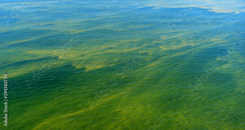 Cyanobacteria blooms in the Baltic Sea during an extreme warm summer photo
