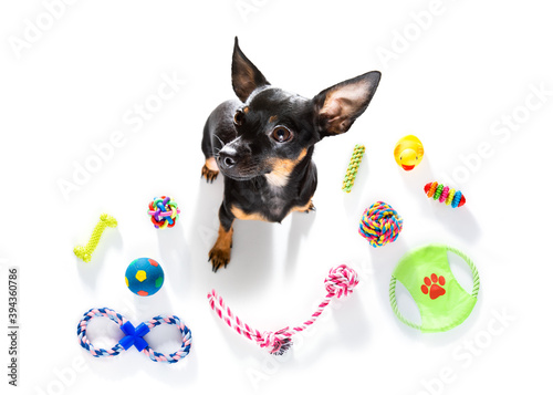 dog with pet toys on white photo