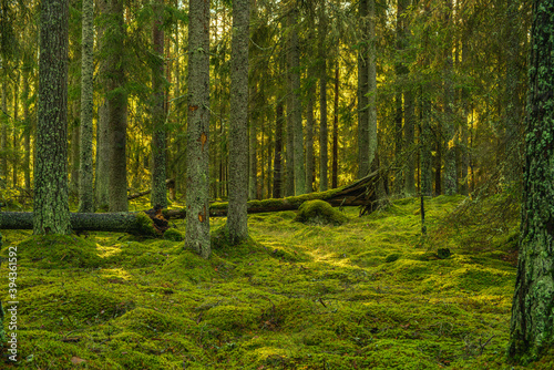 Beautiful green pine and fir forest in Sweden