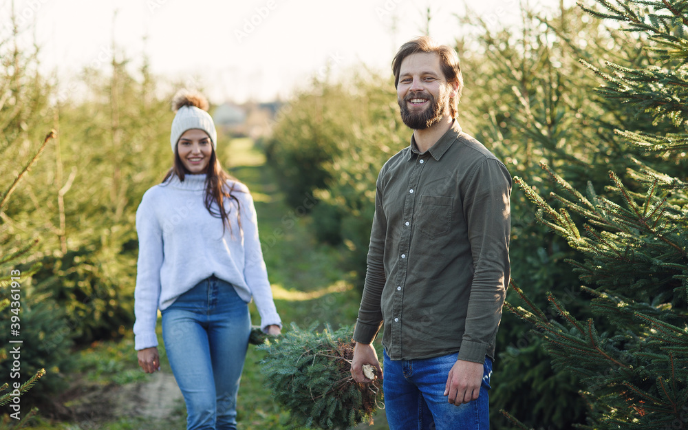 Young man and his pretty wife carry together a freshly cut Christmas tree on a plantation, preparing for the holidays.