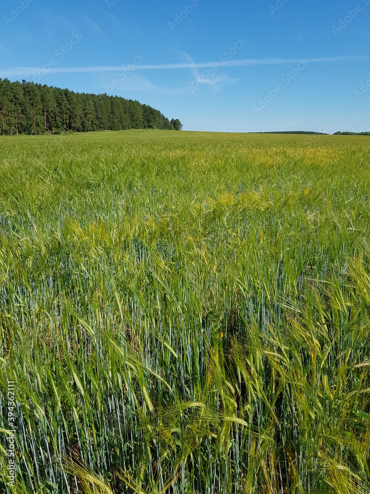 Obraz premium Green ears of wheat in the field