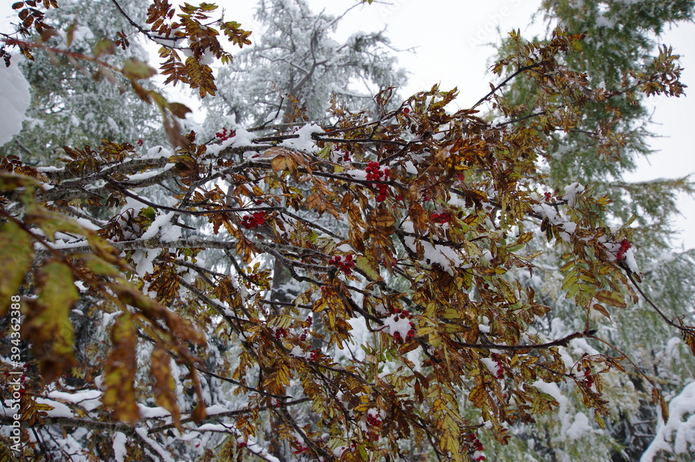 colorfull leafs covered in snow colorfull leafs covered in snow