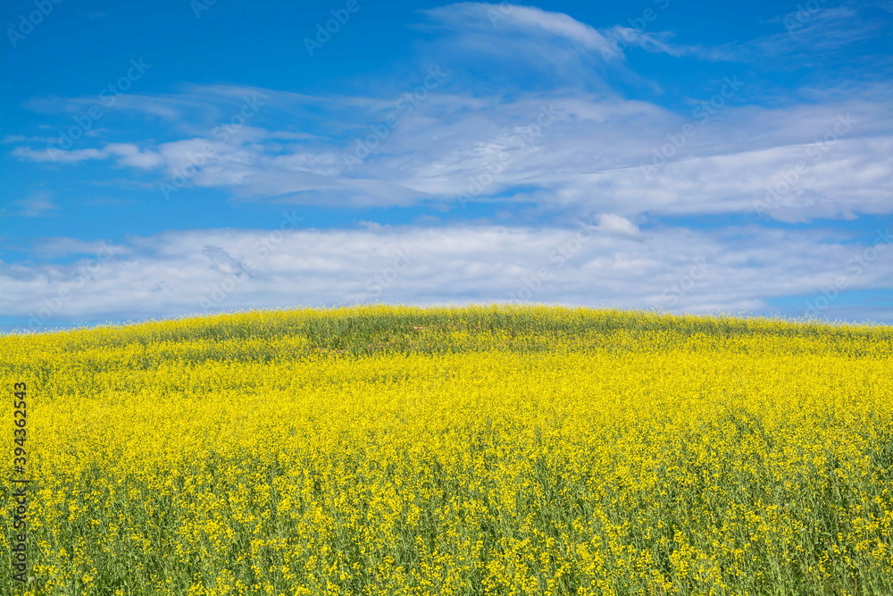 Large field of bright yellow flowering rapeseed Large field of bright yellow flowering rapeseed