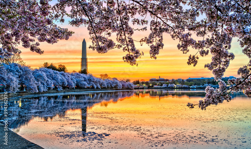 Washington DC, USA at the tidal basin with Washington Monument in spring season. photo