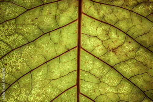 Close up of a pale green leaf with red veins