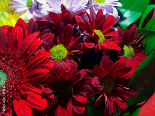 red gerberas and chrysanthemums for a bouquet