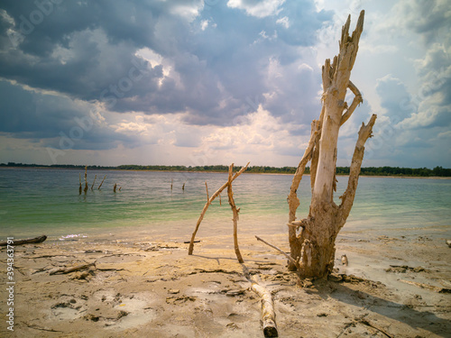 A withered tree