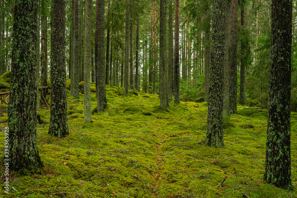 Elvish pine and fir forest in Sweden with green moss on the forest floor Elvish pine and fir forest in Sweden with green moss on the forest floor