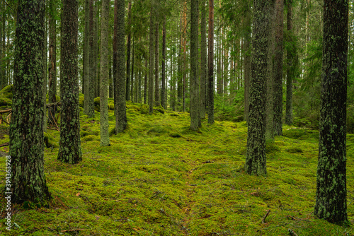 Elvish pine and fir forest in Sweden with green moss on the forest floor