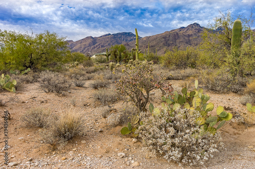 Wüstenlandschaft Arizona mit Kakteen und Bergen