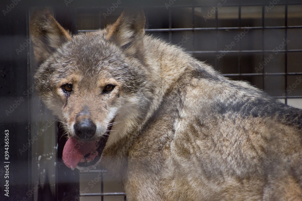 Fototapeta premium タイリクオオカミ
