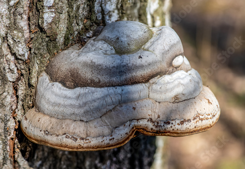 Large polypore growing on a birch trunk